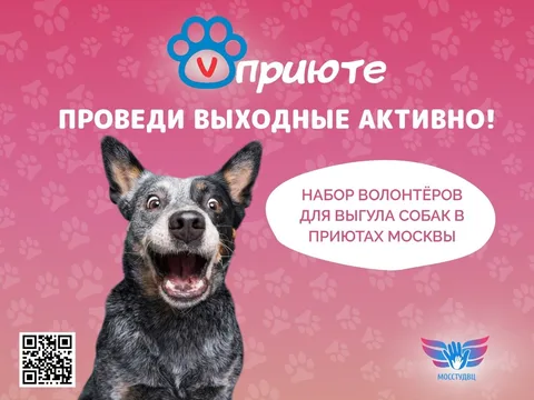 Выгул собак в приюте «Красная сосна» — 20 сентября