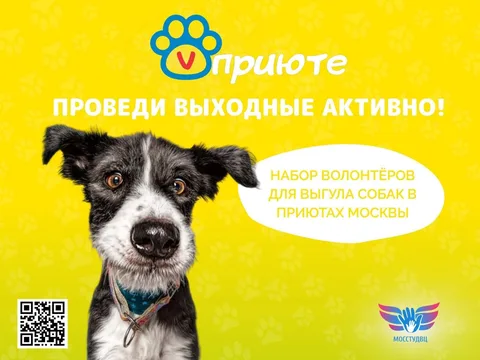 Выгул собак в приюте «Домашний» — 27 сентября