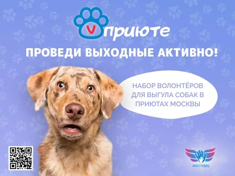 Выгул собак в приюте «Бирюлёво» — 17 октября